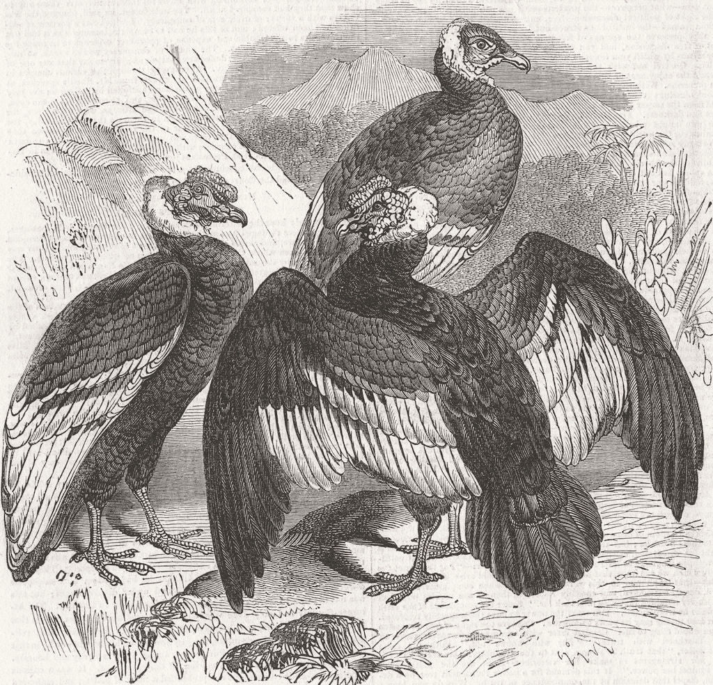 LONDON. The Oval. Condors, zoo 1844 old antique vintage print picture